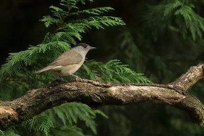 Zwartkop / Blackcap