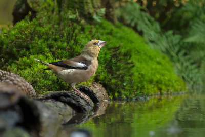 Appelvink / Hawfinch