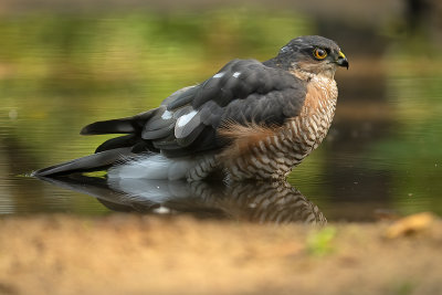 Eurasian sparrowhawk / Sperwer