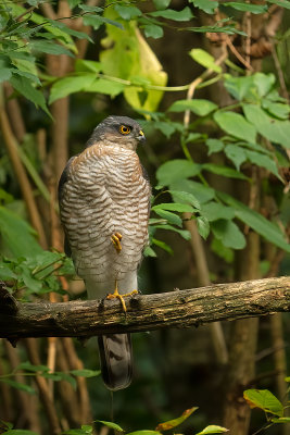 Eurasian sparrowhawk / Sperwer