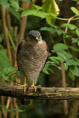 Eurasian sparrowhawk / Sperwer