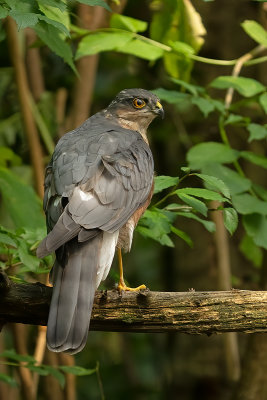 Eurasian sparrowhawk / Sperwer