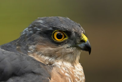 Eurasian sparrowhawk / Sperwer