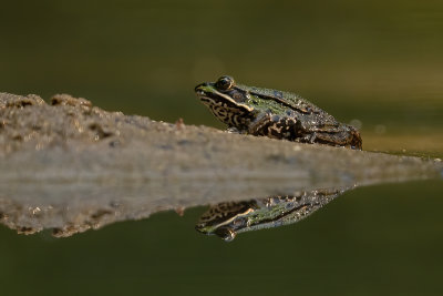 Marsh frog / Meerkikker
