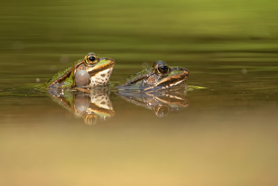 Marsh frog / Meerkikker
