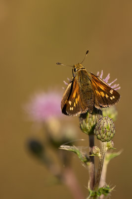 Kommavlinder / Hesperia comma