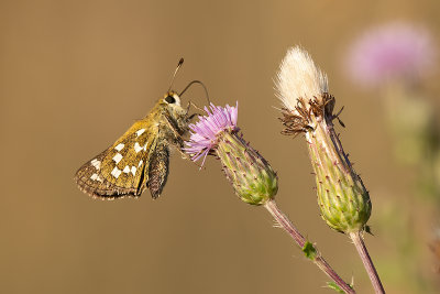 Kommavlinder / Hesperia comma