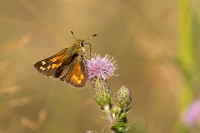 Kommavlinder / Hesperia comma