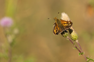 Kommavlinder / Hesperia comma