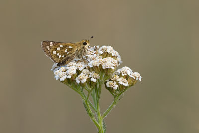 Kommavlinder / Hesperia comma