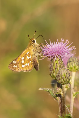 Kommavlinder / Hesperia comma