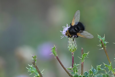 Stekelsluipvlieg / Tachina grossa