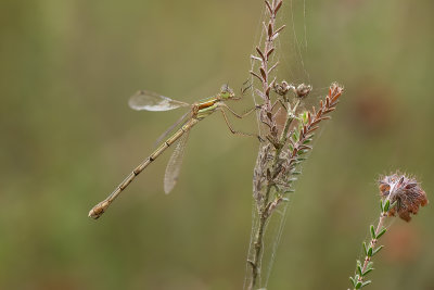 Zwervende pantserjuffer / Lestes barbatus