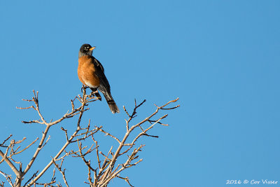 American-Robin / Roodborstlijster