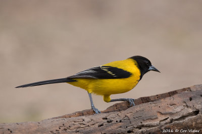 Audubon's-Oriole / Zwartkoptroepiaal
