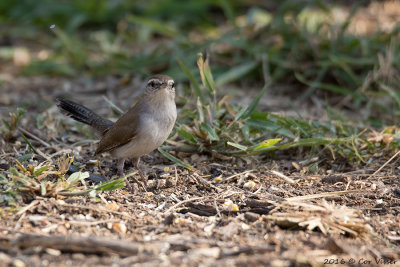 Bewick' wren / Bewicks winterkoning