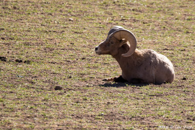 Bighorn sheep / Dikhoornschaap