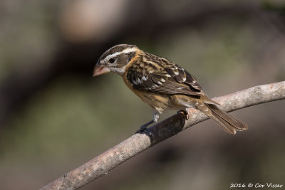 Black-headed grosbeak / Zwartkopkardinaal