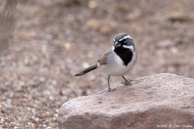 Black-throated sparrow / Zwartkeelgors