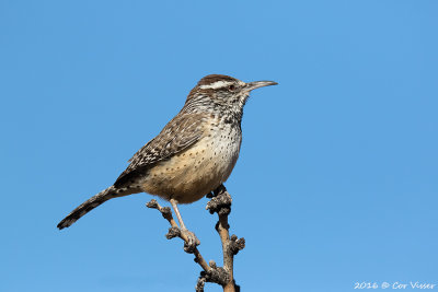 Cactus wren / Cactuswinterkoning