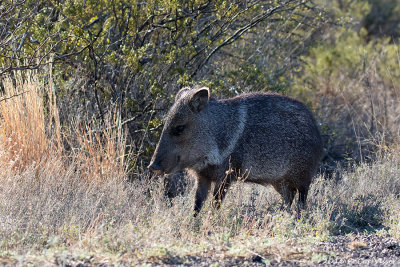Collared peccary / Halsbandpekari