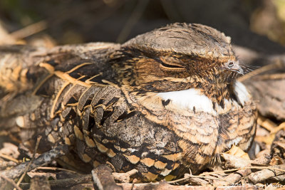 Common nighthawk / Amerikaanse nachtzwaluw