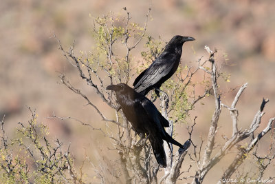 Common raven / Raaf