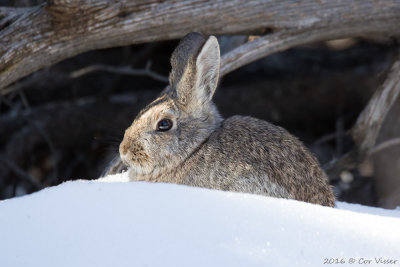 Eastern cottontail / Floridakonijn