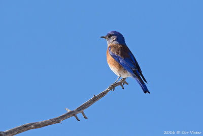 Eastern bluebird / Roodkeelsialia