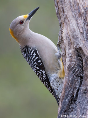 Golden-fronted woodpecker / Goudvoorhoofdspecht