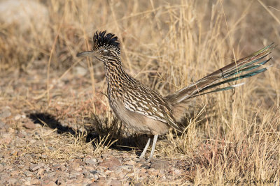 Greater roadrunner / Grote renkoekoek