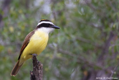 Great kiskadee / Grote kiskadie