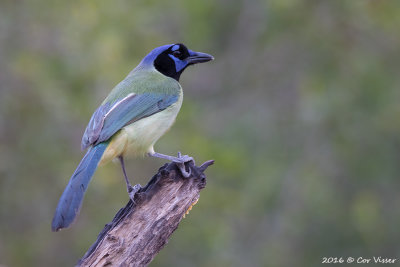 Green jay / Groene gaai