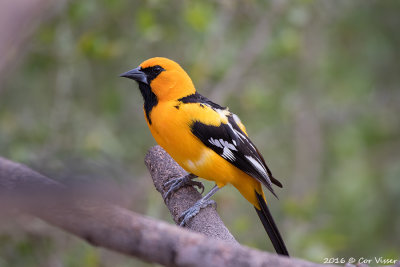 Hooded oriole / Maskertroepiaal