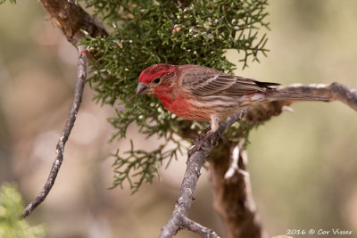 House finch / Mexicaanse roodmus