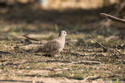 Inca dove / Incaduif