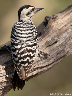 Ladder-backed woodpecker / Ladderspecht