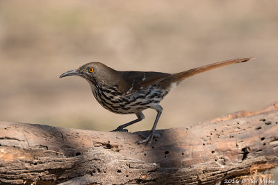 Long-billed trasher / Langsnavelspotlijster