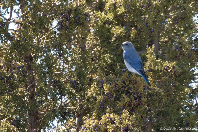 Mountain bluebird / Bergsialia