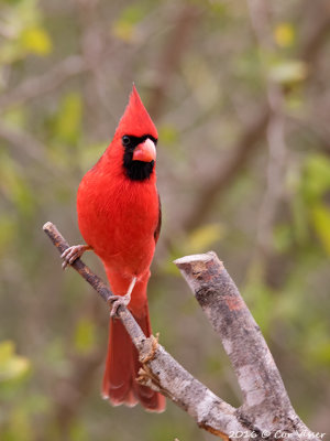 Northern cardinal / Rode kardinaal