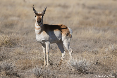 Pronghorn / Gaffelbok