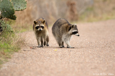 Raccoon / Gewone wasbeer