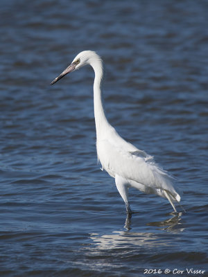 Reddish egret / Roodhalsreiger