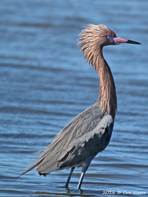 Reddish egret / Roodhalsreiger