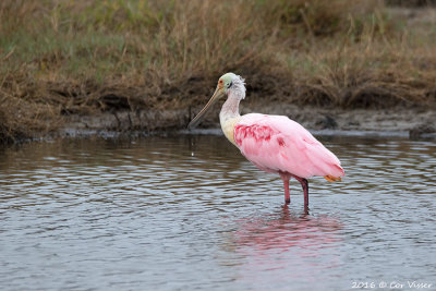 Roseate spoonbill / Rode lepelaar