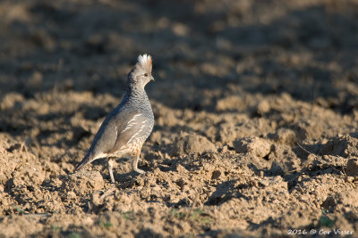 Scailed quail / Geschubde kwartel