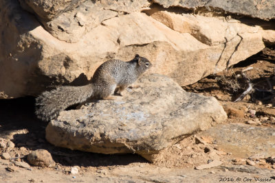 Spotted ground squirrel / Gevlekte grondeekhoorn