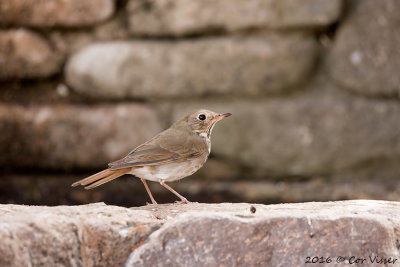 Swainson's thrush / Dwerglijster