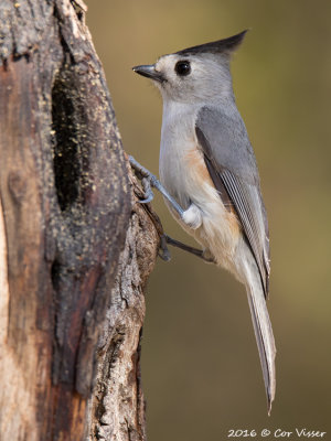 Tufted titmouse / Tweekleurige mees
