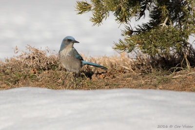 Western scrub jay / Westelijke struikgaai